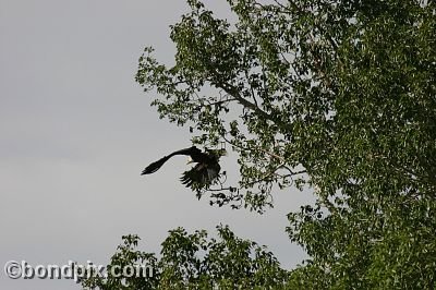 Bald Eagle at Warm Springs Ponds, Montana
