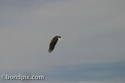 Bald Eagle at Warm Springs Ponds, Montana