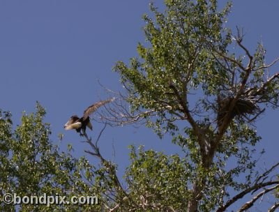Bald Eagle lands on a tree branch in Warm Springs, Montana