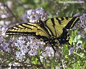 Swallowtail Butterfly