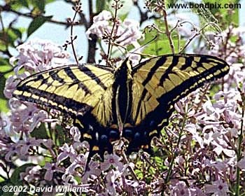 Swallowtail Butterfly