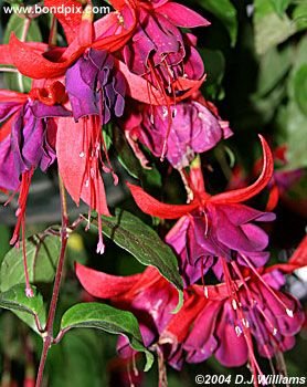 Colorful Butchart Gardens in Victoria, BC