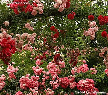 Colorful Butchart Gardens in Victoria, BC