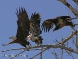 Bald Eagles print for sale