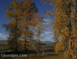 Beautiful colors of Fall in Montana print to buy