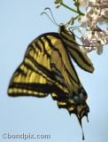 A Swallowtail Butterfly taking nectar from a lilac bush