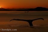 Photo prints for sale