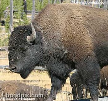 Buffalo, or Bison