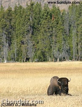 Bison, or Buffalo