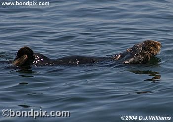 Sea Otter