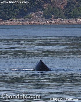 Humpback Whale