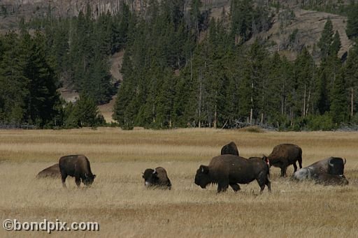 Buffalo, or Bison, in Yellowstone Park