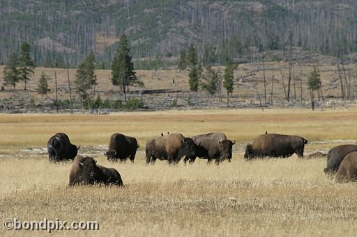 Buffalo, or Bison, in Yellowstone Park