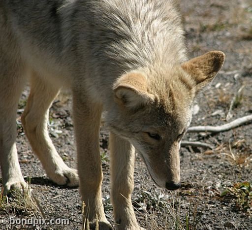 A young fox in Yellowstone Park