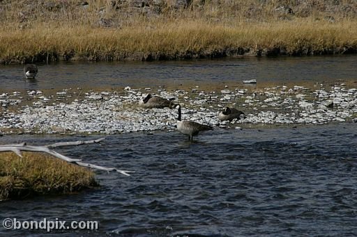 Geese in Yellowstone Park