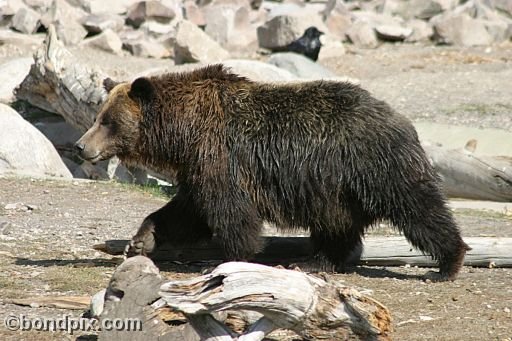 Grizzly Bears at the Grizzly Discovery Center in West Yellowstone