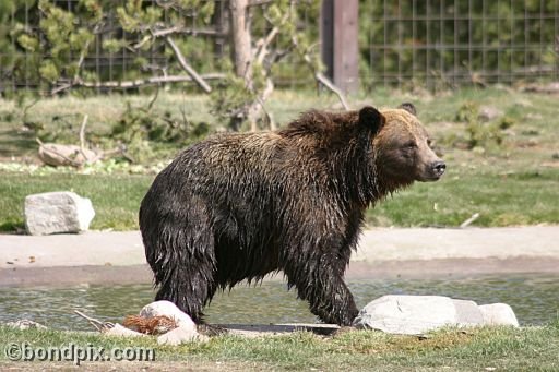 Grizzly Bears at the Grizzly Discovery Center in West Yellowstone