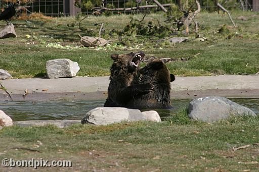 Grizzly Bears at the Grizzly Discovery Center in West Yellowstone