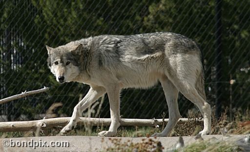 Gray Wolf at Grizzly Discovery Center, West Yellowstone 